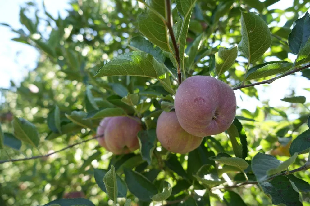 Niğde, elma fidanı üretiminde Türkiye’nin öncüleri arasında