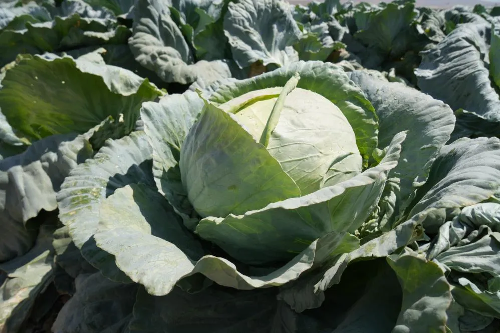 Niğde’de lahana tarlalarında pestisit denetimi yapıldı