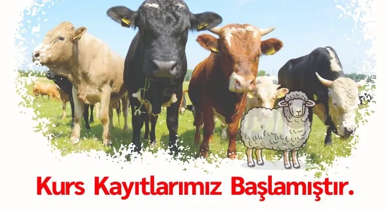  Kurban Kesim Elemanı Kursu İçin Son Şans !