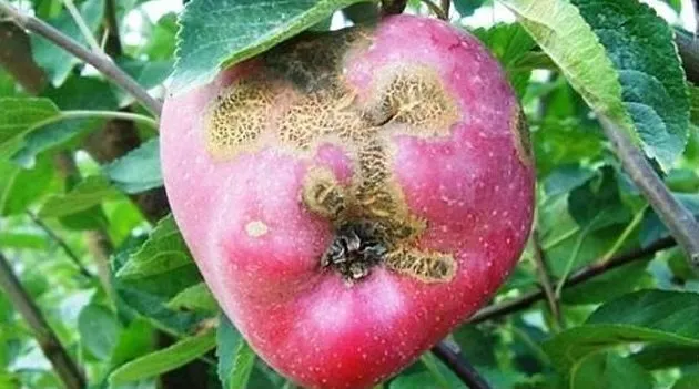 Karaleke ve Küllemeye Karşı İlaçlama Zamanı