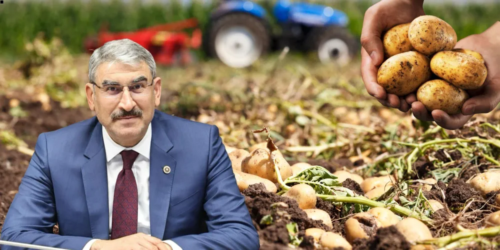 Patates Üreticilerinin Yüzü Gülüyor