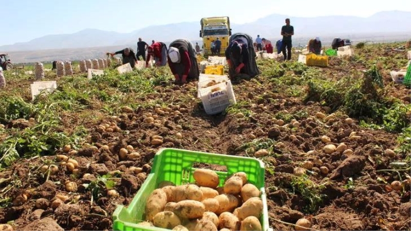 NİĞDE’DE TURFANDA PATATES HASADI BAŞLADI